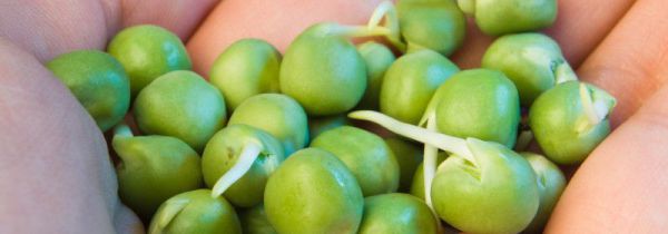 发芽的豌豆粒可以吃吗