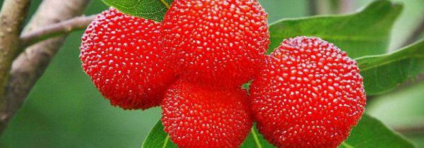 杨梅果子的功效与作用