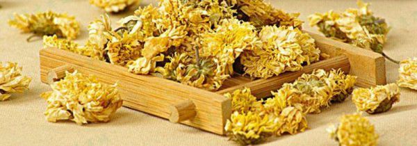 贡菊的功效与作用