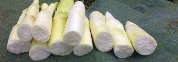 茭白什么人不能吃