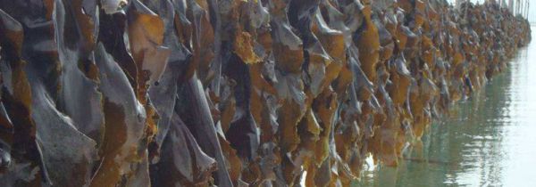 海带上有小疙瘩能吃吗