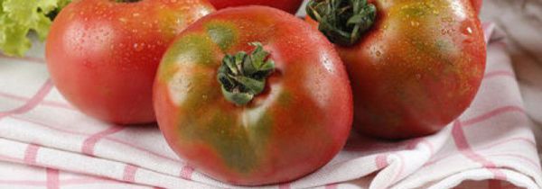 草莓柿子和普通柿子有什么区别