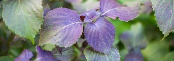 新鲜紫苏叶能泡水喝吗