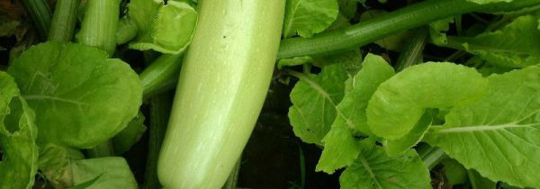 西葫芦和生瓜的区别