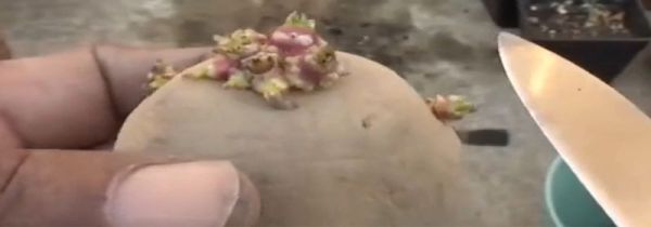 土豆长了一点点小芽可以吃吗