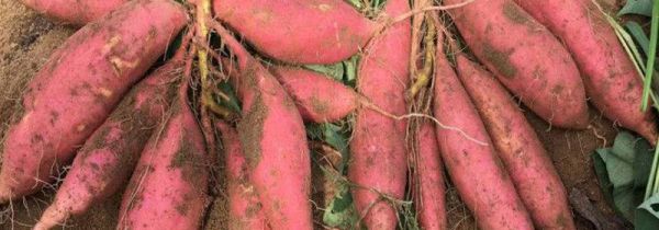 山芋和红薯有区别吗