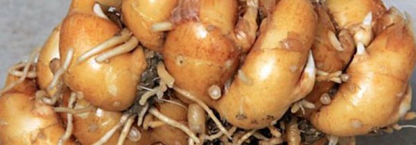 沙姜发芽了还能吃吗