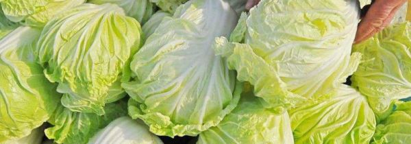 白菜和鸡蛋可以一起吃吗?