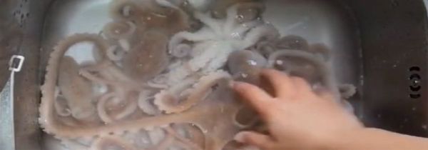 八爪鱼怎么清洗