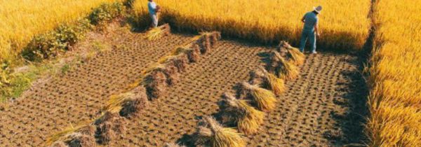 稻谷怎样长期保存