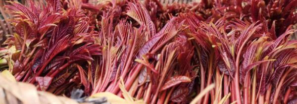 新鲜香椿怎样长期保存