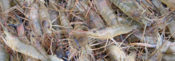 罗氏虾怎么清洗