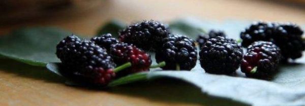 桑葚的禁忌副作用