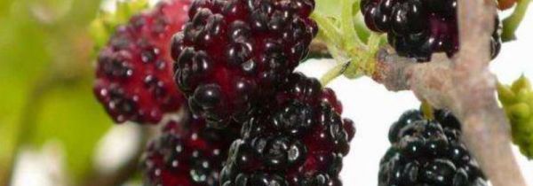 桑葚吃不完用什么办法保存