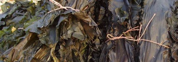 干海带二三年还能吃吗