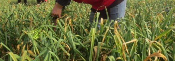 怎么拔蒜苔不会断