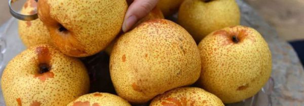 贡梨和雪梨的区别