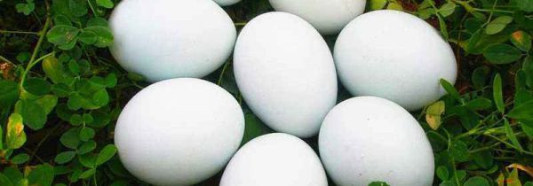 鹅蛋不能和什么蔬菜一起吃