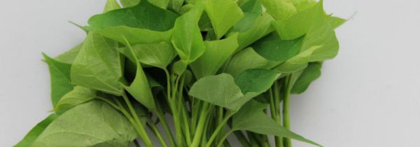 薯叶的功效与作用禁忌