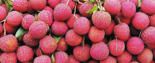 荔枝怎么储存能放在冰箱吗