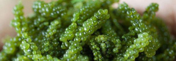 海葡萄要泡多久