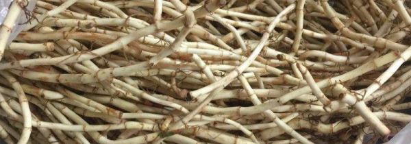 鱼腥草不能和什么一起吃