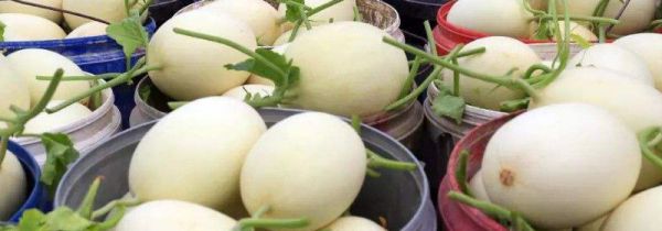 白香瓜怎么吃要去皮吗