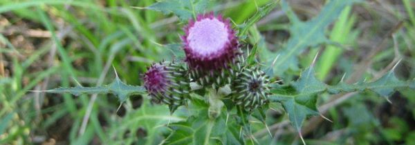 刺菜的功效和作用禁忌