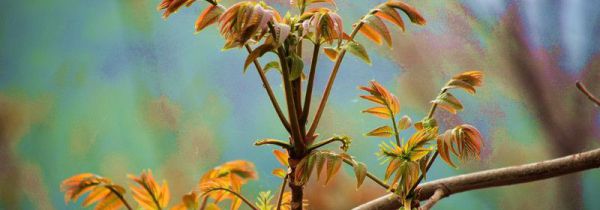 香椿焯水后要过冷水吗