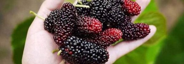 马桑果和桑葚的区别