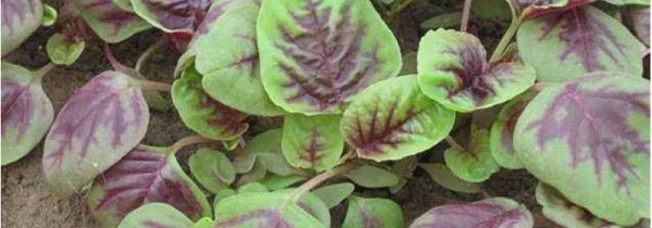 甲鱼能和苋菜一起吃吗