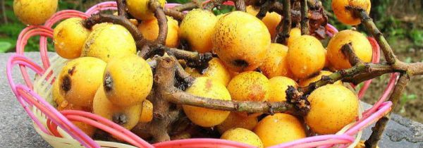 枇杷怎样保存久一点