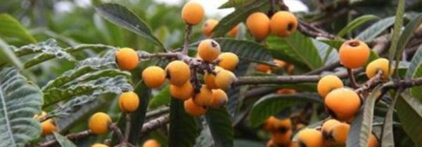 枇杷和葡萄可以一起吃吗