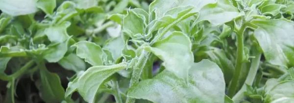 冰草不能和什么一起吃