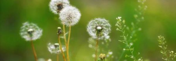 蒲公英和绿茶可以放在一起泡吗