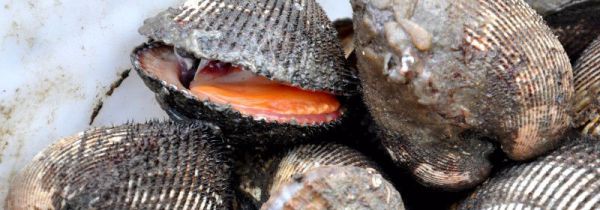 毛蚶的功效与作用