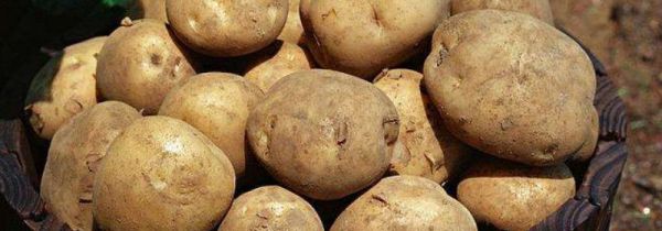 土豆怎么保存不干不烂