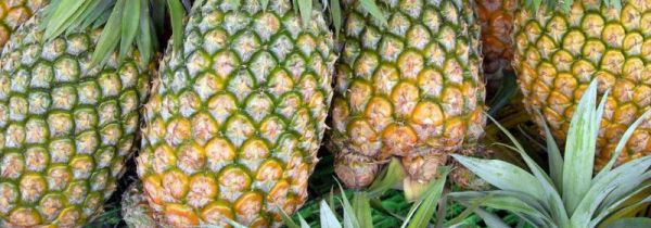 整个凤梨可以放冰箱吗保存吗