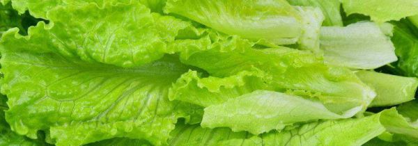 生菜不能和什么东西一起吃