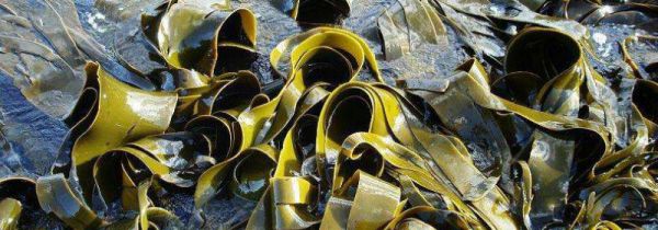 海带过夜了还能吃吗