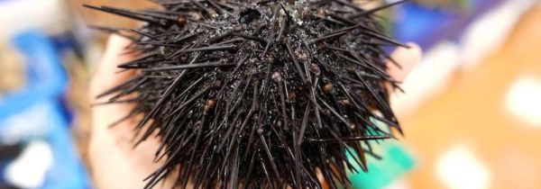 新鲜海胆怎样处理才能吃