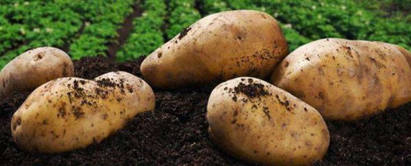 青皮土豆削皮后能吃吗