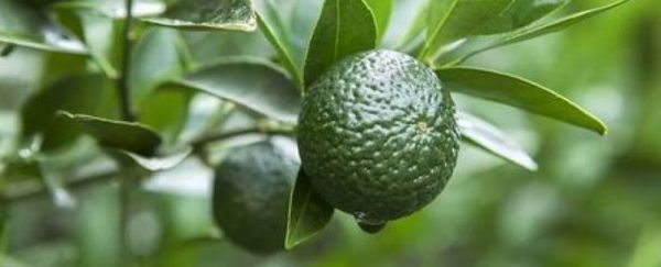 胎柑功效与作用和禁忌