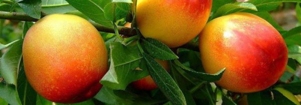 油桃可以和芒果一起吃吗