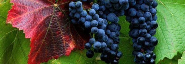 蓝莓葡萄的功效与禁忌