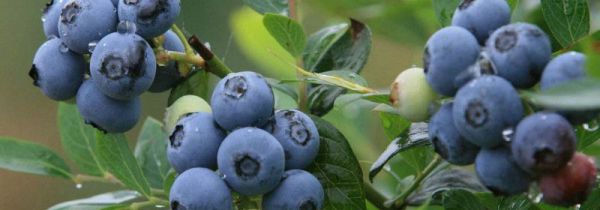 蓝莓一天吃多少为宜