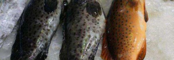 怎么挑选新鲜的海鱼