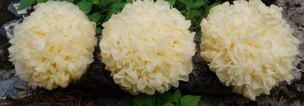 吃银耳最佳时间