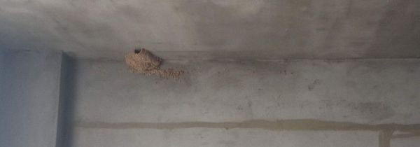 怎么防止麻雀占家里的燕窝