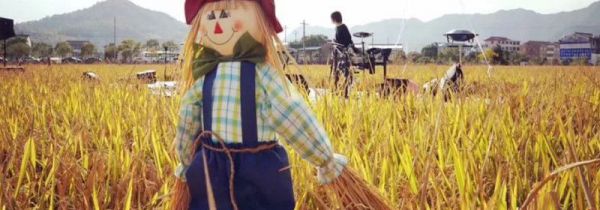 怎么防止麻雀捕庄稼